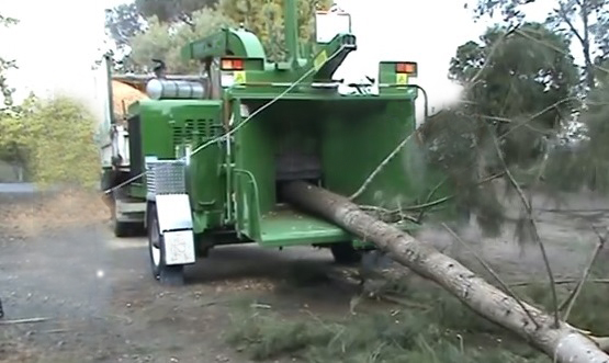 Capasso Landscaping gives CT complete tree trimming and removal service