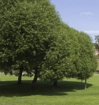 Get expert tree service from Capasso Landscaping LLC