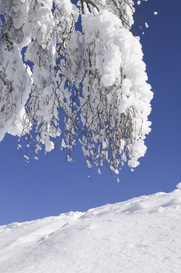Call Capasso Landscaping when the winter dumps ice and snow on your property.