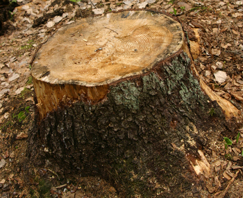 Tree services at Capasso include stump removal